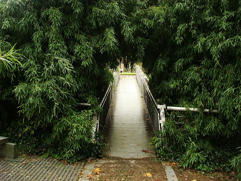 Jardin des Bambous, Bamboo Garden in Parc de la Villette